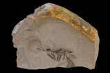 Dawn Redwood (Metasequoia) Fossil - Montana #153719-4